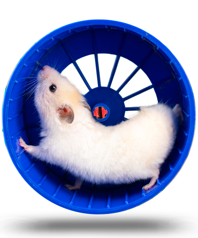 Clue hamster wheel with a hamster inside