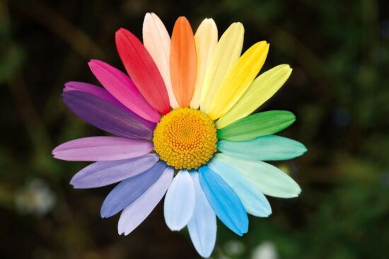 Imaginary daisy with rainbow coloured petals representing diversity