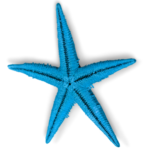 blue starfish