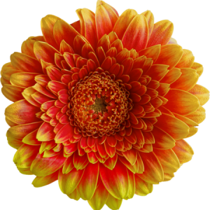 Bright orange flower in full bloom