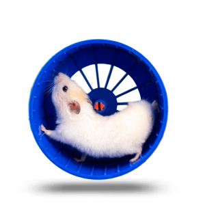 Blue hamster wheel with white hamster inside